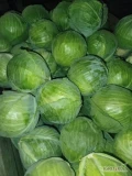 Sprzedam kapustę białą kaliber 1,5-4kg