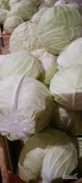 Sprzedam kapustę białą na przemysł kwaszenie surówki bez chorób i robactwa +3kg