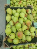Sprzedam drobną gruszkę KLAPSA 50-60 w skrzyni lub w opakowanie kupującego. Ilość około 5-6 ton