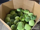 Kapusta włoska gruba 2-5 kg z liściem lub bez. Na market lub przemysł. Super jakość 