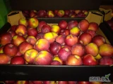 Kupię jabłka drobne do 75mm /czerwone,twarde odmiany 10% wybarwienia/  w nasze kartony -1,4 zł/kg