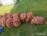 Sprzedam ziemniaki Odmiany Jurek jak. 40+ pakowane w worki po 15 kg 