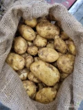 SPRZEDAM ZIEMNIAK MŁODY GRECJA OP.25KG 660412154.PROSZOWICE 