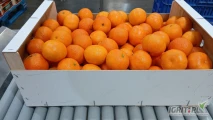 Mandarynki hiszpanskie clemenule 1-szy gatunek woskowane kalibrowane 2,3,4 skrzynki drewniane 10 kg plus siatka slodkie soczyste bezpestkowe...