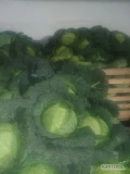 Sprzedam kapustę wloskom waga od 1-2,5.kg około 4t tel 602583052