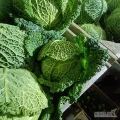 Sprzedam kapustę włoską 1-2.2kg 