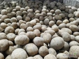 Sprzedam drobny ziemniak 35/50 odmiana Gala,Lilly,Soraya, big bag lub worek, ilości tirowe, rok po centrali, 