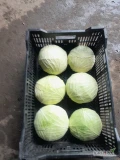 Sprzedam kapustę białą płaska gołąbkową kaliber 1kg do 3kg