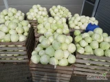 Sprzedam kapustę biała z przeznaczeniem na przemysł ilości tirowe