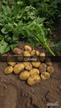 Ukopie pod zamówienie odmiana Columbo. Luz lub skrzyniopalety. 