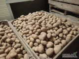 Sprzedam ziemniaki 