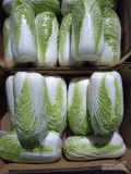 Sprzedam kapustę pekińską 8-10 sztuk na 10 kg . Ilości paletowe. W sprzedaży również cebula czerwona i żółta ilości tirowe i...