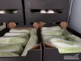 Sprzedam kapustę pekińską 0.6/1.8 kg, pekin we folii i w kartonie, tylko ilosci samochodowe