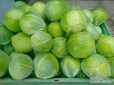 Sprzedam kapuste biała odmian zimowych, ładny kolor, pakowana w worki po 20 kg  cena 55 gr, kg  mam też kapuste do szatkowania odmiany...