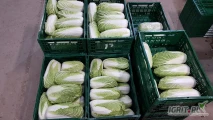 Kapustę pekińską 0,5 - 2,0kg - sprzedam. 