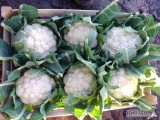 Sprzedam kalafior 6 ładny duży 