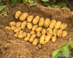 Sprzedam! Ziemniak młody Egipt. Dostępne ilości paletowe i samochodowe.