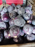 Sprzeda kapustę czerwoną.Kaliber od 1 do 4 kg cena 1 zł za kilogram. Tel 533739026