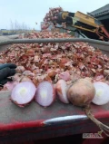 Cebula RÓŻOWA i CZERWONA na pakowanie i obieranie ,import ,ilości tirowe ,dostawa do klienta ,cała Polska ,co tydzień nowe oferty...