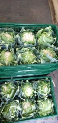 Sprzedam hurtowe ilości kalafiora, posiadam własny transport.