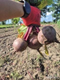 Gospodarstwo rolne. Sprzedam buraczek czerwony odmiana Monty ilości tirowe. Więcej informacji Tel. 792101071. Gm. Opalenica,...