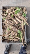 Sprzedam pietruszkę kopana ręcznie pod zamówienie na brudno lub myta opakowanie do ustalenia, cena zależna od formy zapakowania