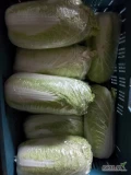 Sprzedam kapustę pekinska 06-2kg ładna zielona zdrowa w środku ok 3 tony opakowanie do uzgodnienia