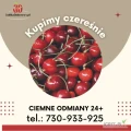 Kupimy ciemne odmiany czereśni 24+. Dowolna forma płatności. 