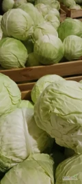 Sprzedam kapustę białą na przemysł kwaszenie surówki kal.3-7kg cienka krajanka. 