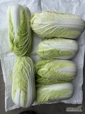 Sprzedam kapustę pekińską. Ładne duże, zdrowe, twarde główki. Naszykuje w dowolne opakowanie, ilości do uzgodnienia.