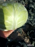 Kapusta gołąbkowa. Witam, oferuję do sprzedaży kapustę gołąbkowa towar czysty bez chorób i szkodników, waga 3-5, ładna okrywka,...