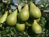 Kupię gruszkę przemysłową - nie zgnitą 