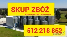 Kupię pszenice paszową i konsupcyjną duże ilości jesteśmy na rynku od 1999 Również poszukujemy pośredników kupimy Również z...