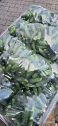 Sprzedam ogórka gruntowego szklarniowego odmiany sv35. Pakowany w karton lub worek kalibrowany na drobny i market zapraszam 