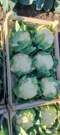 Sprzedam kalafior 6 ilości paletowe cena 3.4 na gotowo