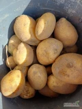 Witam posiadam ziemniaki na sprzedaż odmiana soraya z jasnej ziemi 