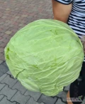 Witam, sprzedam kapustę białą, odmiana novoton/adelco, główki od 8 - 12 kg typowo na przemysł. Kapusta jest dopilnowana tak jak się...