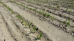 Wrażliwość kukurydzy na stres chłodu