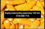 Kupię kukurydzę paszową może być gorszej jakości. 