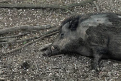 Kolejne martwe dziki pod Piotrkowem