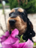 Serdecznie zapraszamy do naszej domowej hodowli rasowych piesków Cocker Spaniel Angielski szczeniaki wychowane są w naszej wieloletniej...