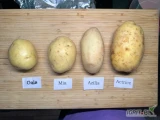 Sprzedam ziemniaka luz i bb warmińsko mazurskie Biały , żółty 