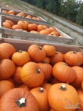 Sprzedam dynie hallowen spitfire i gladiator kaliber 1-15 kg około 50 ton odbiór 99-412 Kiernozia skrzynie arbuzowki na wymianę cena 0,8...
