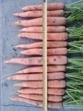 Sprzedam młodą marchew odmiana bermuda ilości tirowe, kaliber od 3cm w górę. Cena 1,5zl do negocjacji.