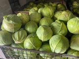 Sprzedam kapustę białą 