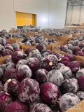 Kupię kapustę czerwoną kaliber 2-4.5 kg.