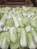 Sprzedam drobną kapustę pekińską, od 0.3kg do 0.5kg 