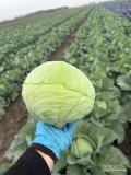 Sprzedam kapustę biała na market lub przemysł odmiana kepler 0,8-2,5 kg 