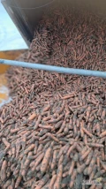 Sprzedam marchew import Holandia. Jakosc premium , rowar brudny do mycia lub myty worek szyty na palecie. Ilosci tirowe. Dostawa...