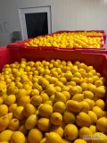 Kupimy na soki cytryny, pomarańcze, limonki, grejfpruty, granaty, mandarynki z jakością na soki. Konwecja oraz BIO. Ilości od 3 ton,...